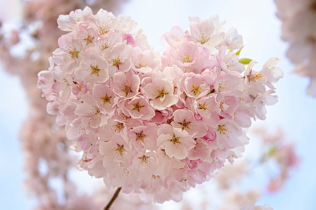 banner-heart